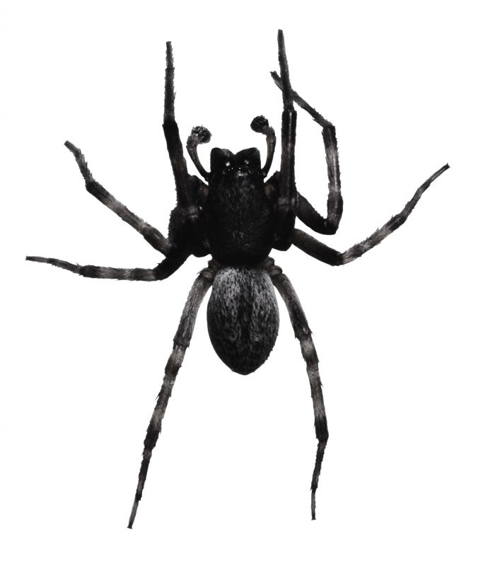 Huntsman Spider Extermination in Rockwall, TX