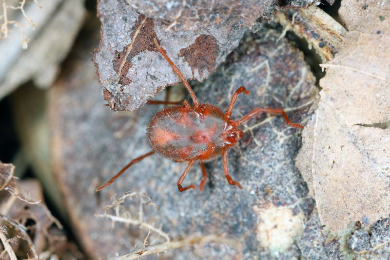 Mites Extermination in Arlington, TX