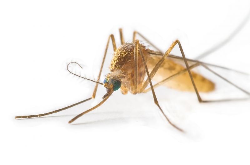 Mosquito Control Service in Katy, TX