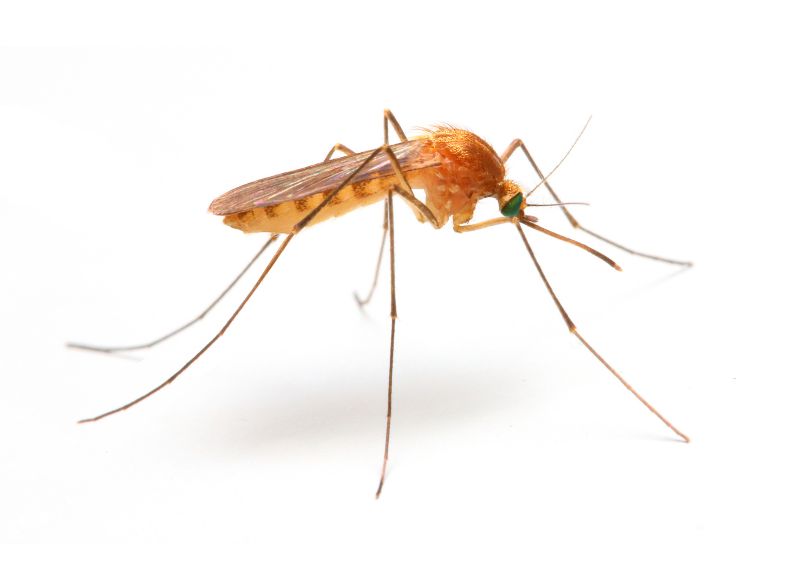Mosquitoes Pest Control in Katy, TX