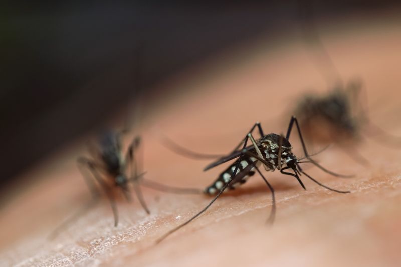Mosquitoes Pest Control in Rockwall, TX