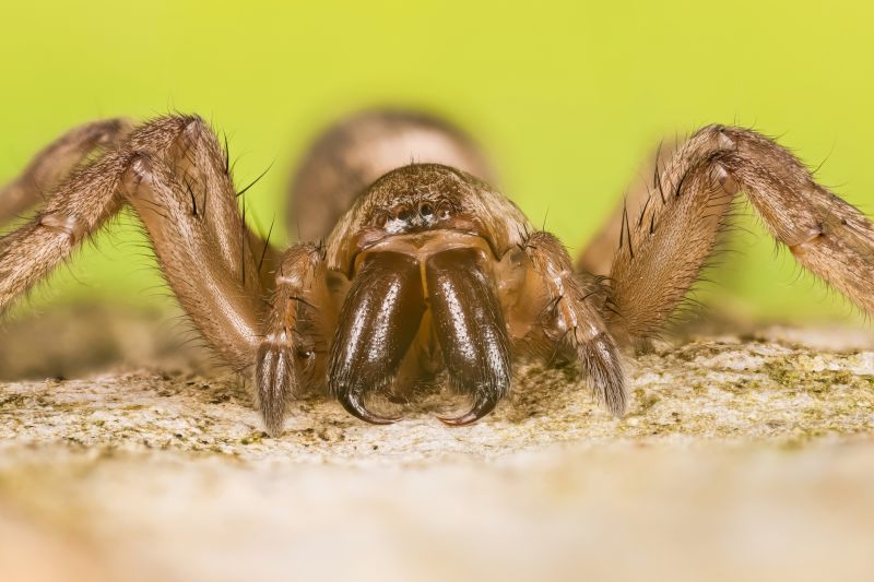 Mouse Spider Extermination in Fort Worth, TX