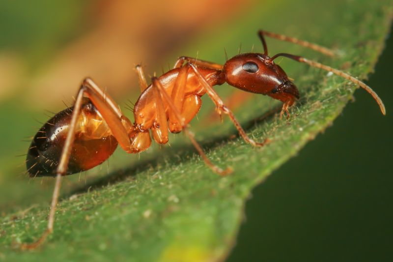 Red Ant Extermination in Denton, TX