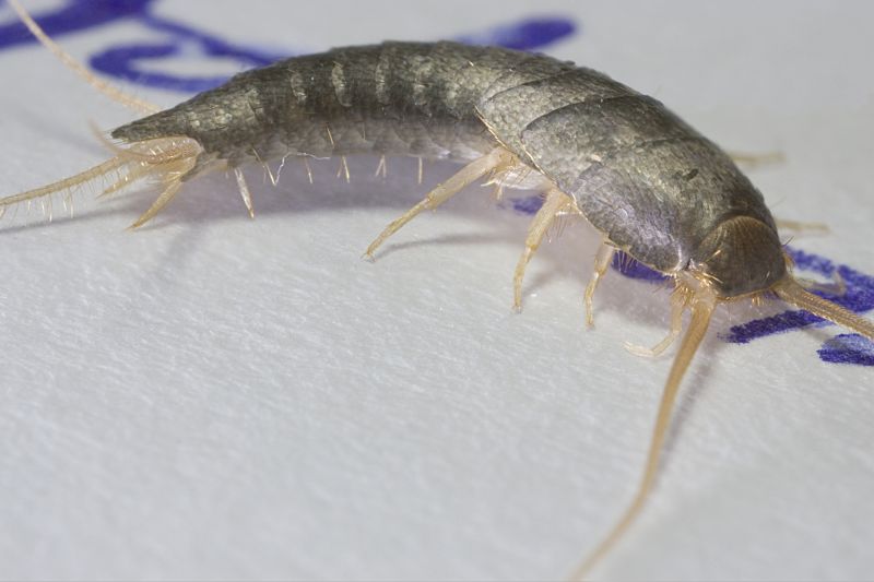 Silverfish Extermination in Katy, TX