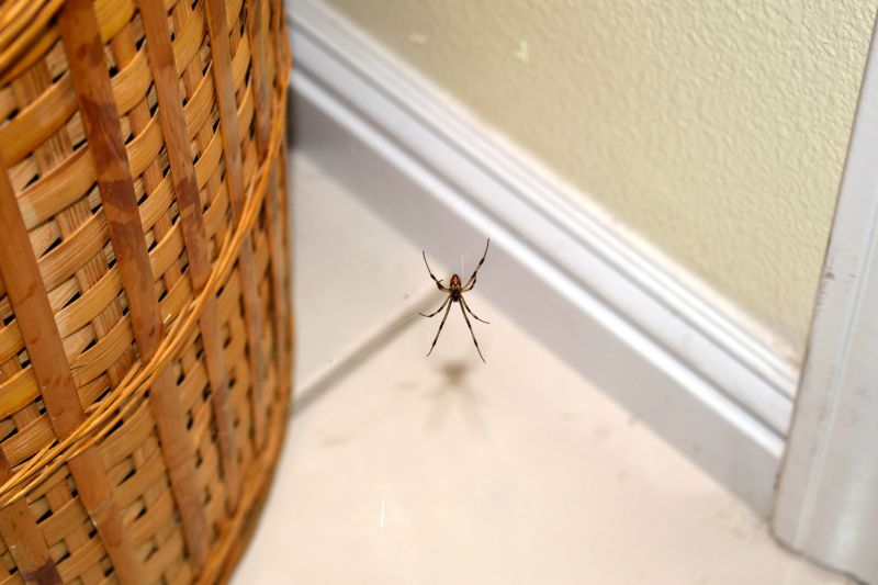 Spider Extermination Service in Katy, TX