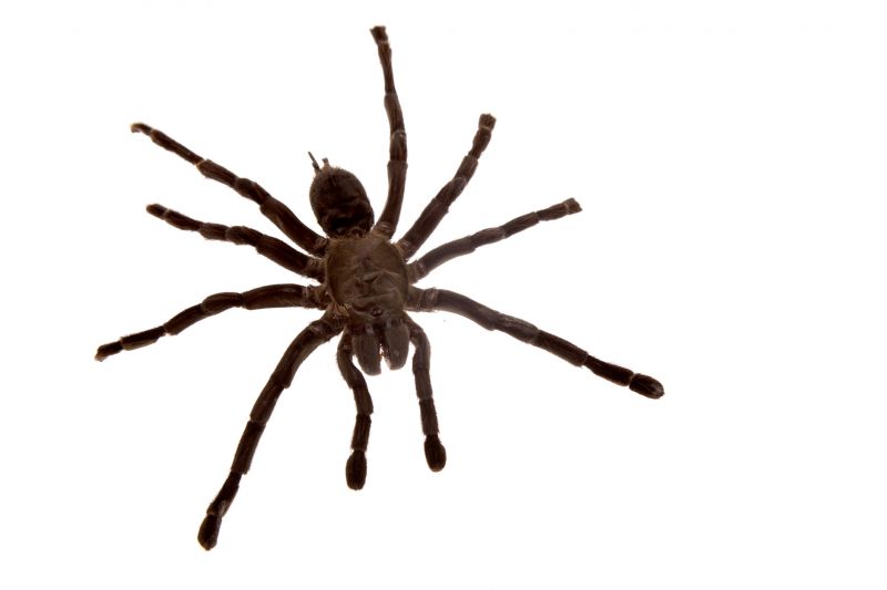 Spider Extermination Service in Frisco, TX