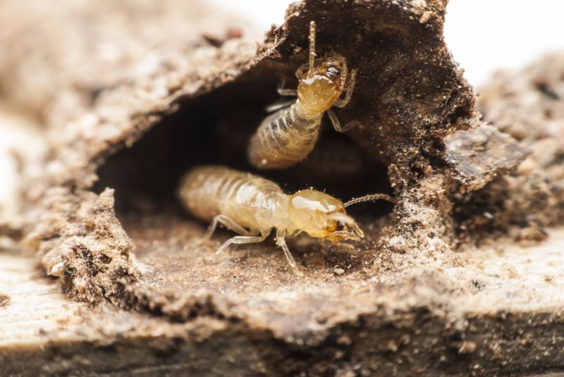 Termite Fumigation in Katy, TX