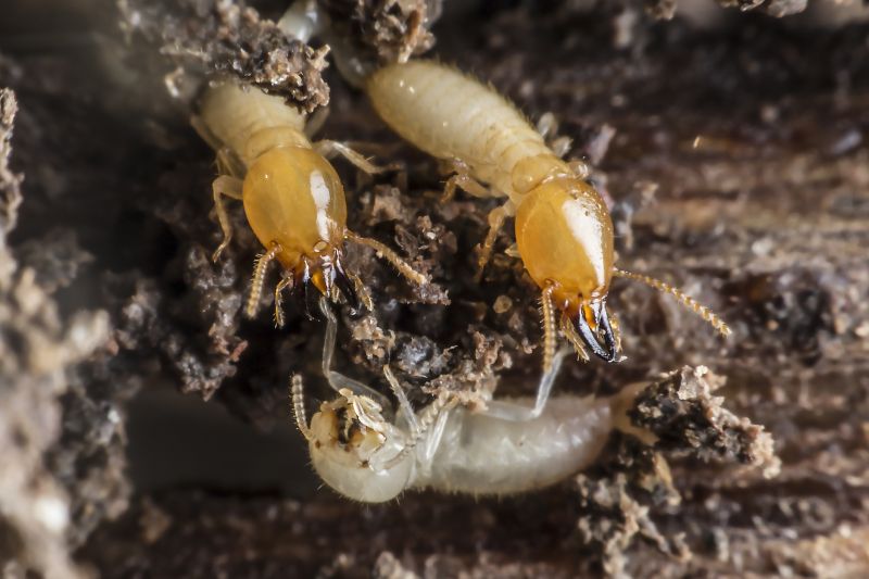 Termite Infestation Service in Frisco, TX