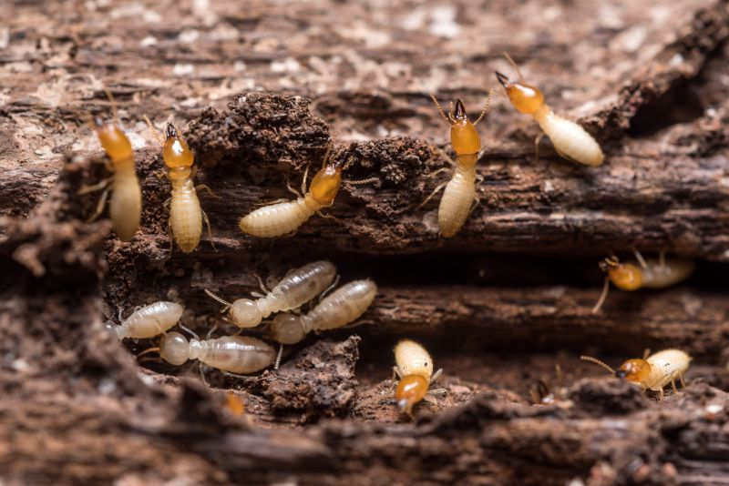 Termite Prevention in Katy, TX
