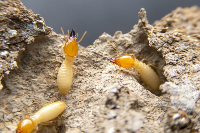 Termite Service in Frisco, TX
