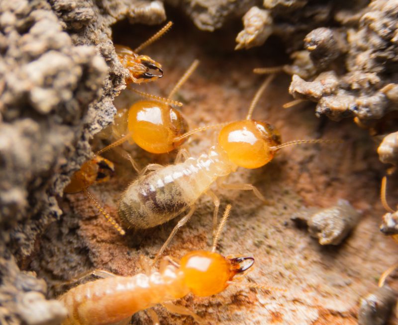 Termite Service in Frisco, TX