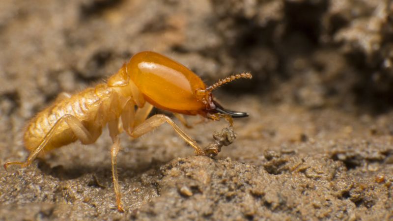 Termite Service in Katy, TX
