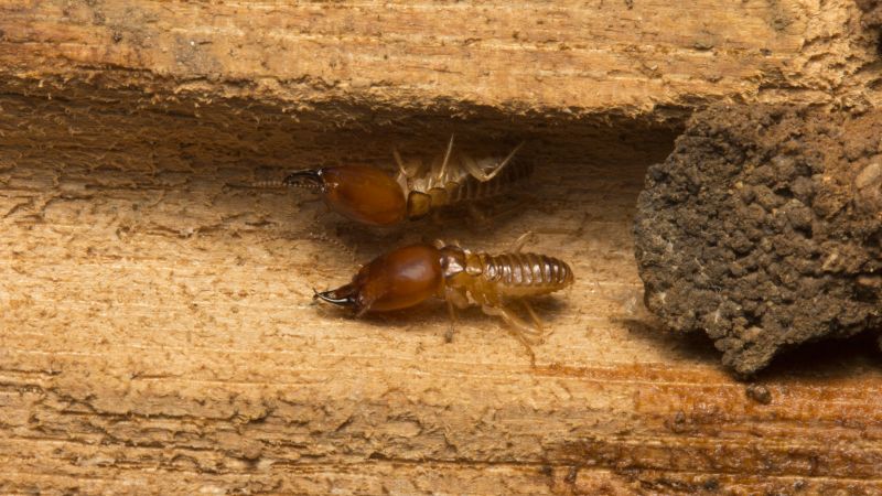 Termite Treatment Service in Katy, TX