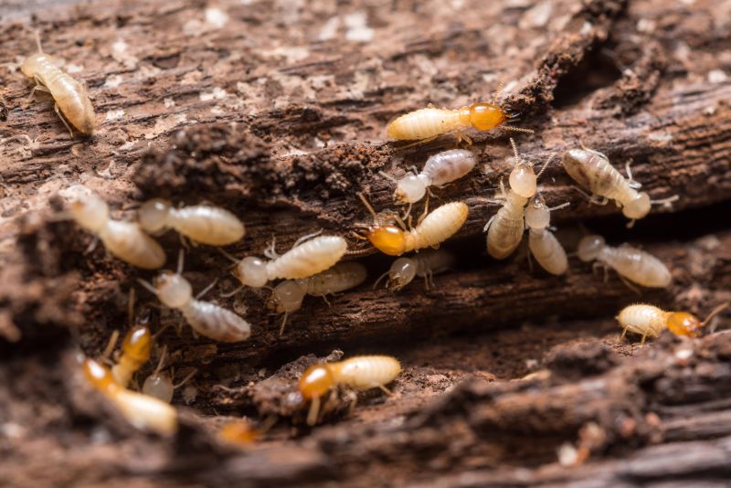 Termites Extermination in Katy, TX