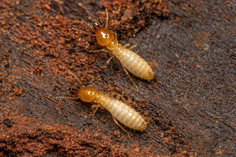Termites Extermination in Frisco, TX