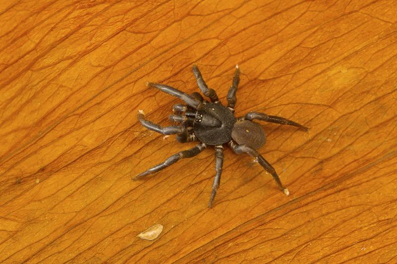 Trapdoor Spider Extermination in Denton, TX