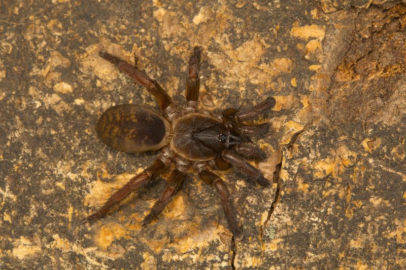 Trapdoor Spider Extermination in Denton, TX