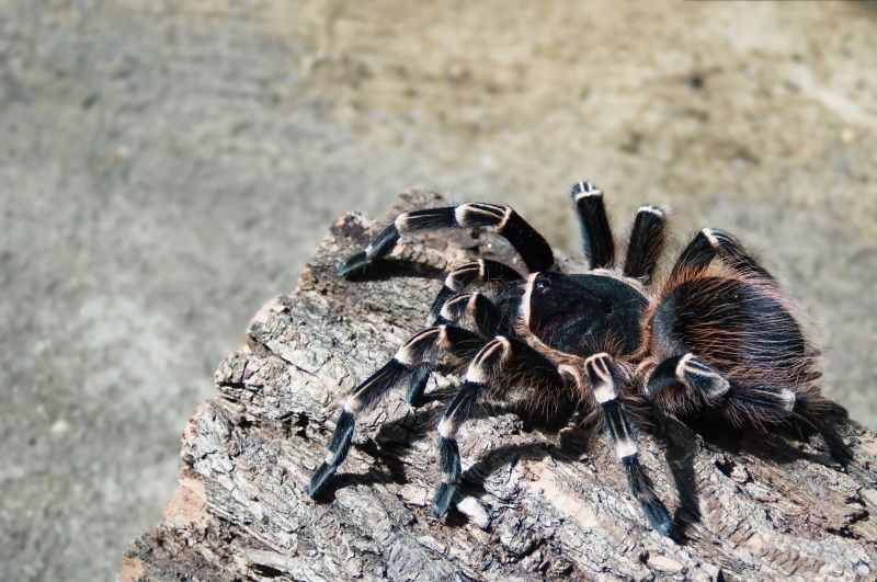 Trapdoor Spider Removal in Rockwall, TX