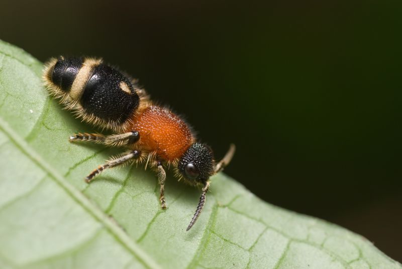 Velvet Ant Extermination in Fort Worth, TX