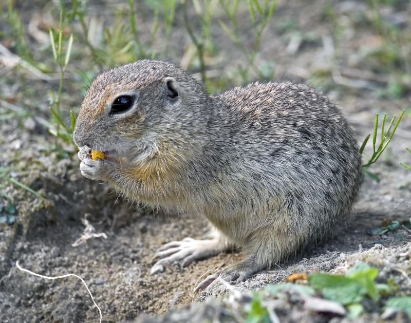 Why Professional Gopher Removal Is More Effective Than Diy Methods