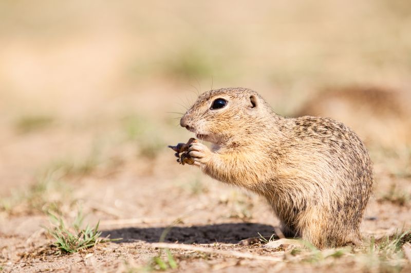 Why Professional Gopher Removal Is More Effective Than Diy Methods