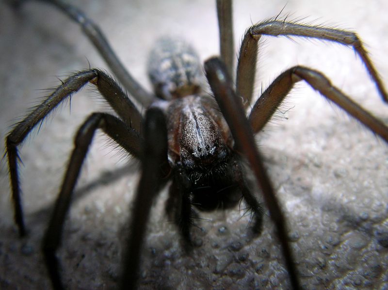 Wolf Spider Removal in Frisco, TX