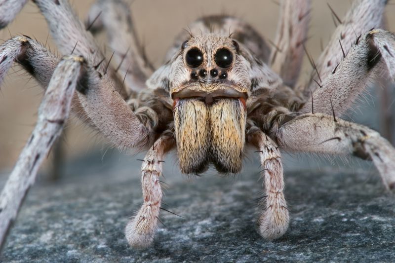 Wolf Spider Removal in Rockwall, TX
