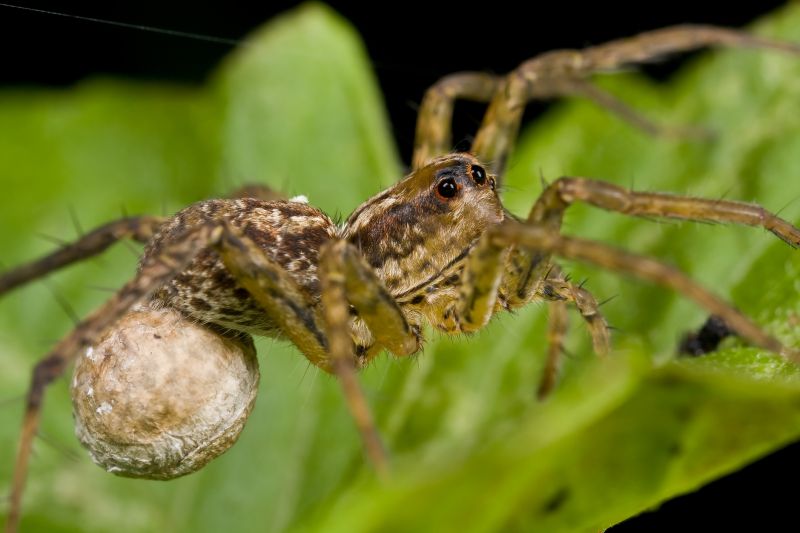 Wolf Spider Removal in Fort Worth, TX