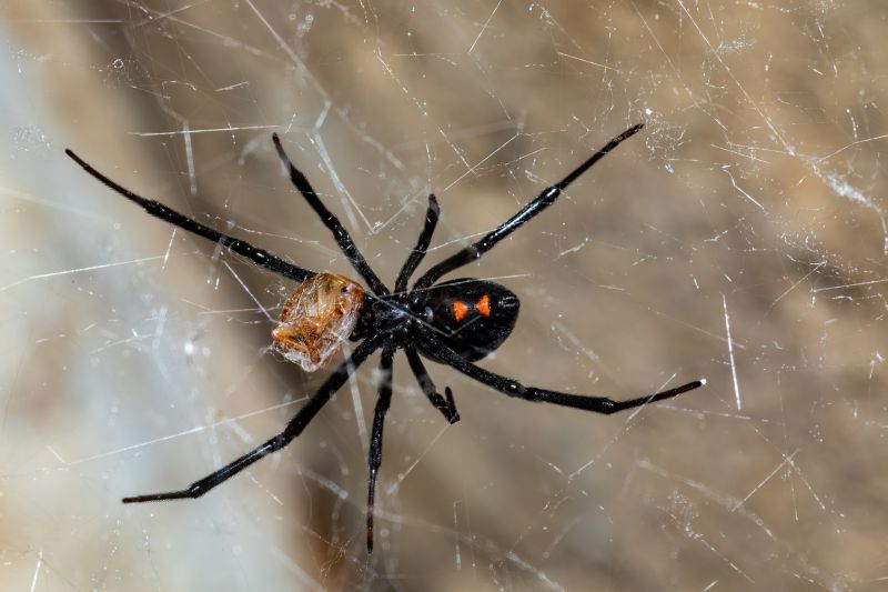 Wolf Spider Removal in New Braunfels, TX