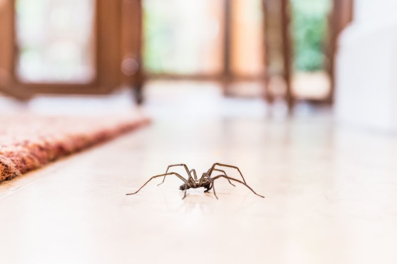 Wolf Spider Removal in Katy, TX