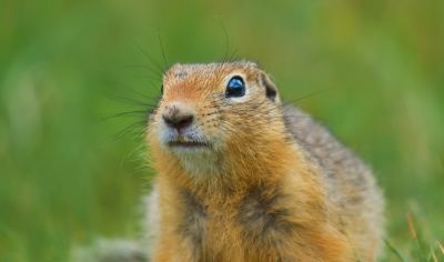 Remove Gophers from Your Landscaping!