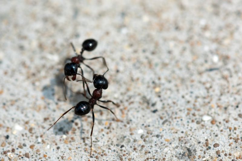 Black Ant Extermination in Arlington, TX