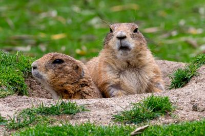 Contact About Gopher Extermination Service